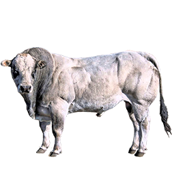 Piedmontese Cow
